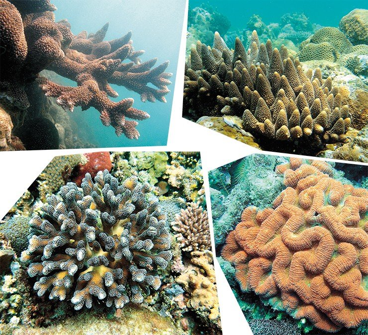 Колония Acropora robusta в виде оленьих рогов (фото слева) и холмистая колония Acropora monticulosa (фото справа). Массивная колония коралла-мозговика Symphyllia recta (фото справа внизу). Цветущий нежно-голубыми «цветами» куст – колония Stylophora pistilata (фото слева внизу) Колония Acropora robusta в виде оленьих рогов (фото слева) и холмистая колония Acropora monticulosa (фото справа). Массивная колония коралла-мозговика Symphyllia recta (фото справа внизу). Цветущий нежно-голубыми «цветами» куст – колония Stylophora pistilata (фото слева внизу)