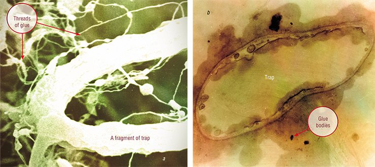A high nematophagous effect of the dry biopreparation of predatory fungi, rich for chlamydospores, is determined by numerous traps formed in soil. In the case of a liquid variant, containing only fungal mycelium, nematodes are killed by the toxic compounds secreted by fungal hyphae. (a, b) Adhesive and biologically active substance secreted by the predatory fungus Arthrobotrys oligospora. Scanning and transmission electron microscopy A high nematophagous effect of the dry biopreparation of predatory fungi, rich for chlamydospores, is determined by numerous traps formed in soil. In the case of a liquid variant, containing only fungal mycelium, nematodes are killed by the toxic compounds secreted by fungal hyphae. (a, b) Adhesive and biologically active substance secreted by the predatory fungus Arthrobotrys oligospora. Scanning and transmission electron microscopy