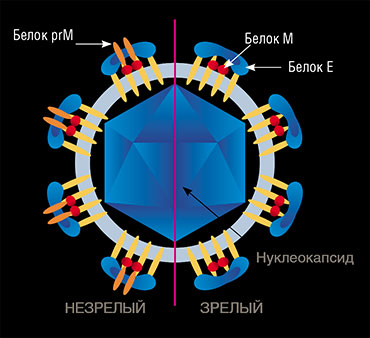 У вируса клещевого энцефалита, как и у других флавивирусов, различают две формы вирионов: незрелую и зрелую. Гликопротеидные шипы незрелой формы включают в себя предшественника белка M – белок prM, который протеолитически расщепляется в процессе созревания вирусной частицы. По: (Füzik et al., 2018) У вируса клещевого энцефалита, как и у других флавивирусов, различают две формы вирионов: незрелую и зрелую. Гликопротеидные шипы незрелой формы включают в себя предшественника белка M – белок prM, который протеолитически расщепляется в процессе созревания вирусной частицы. По: (Füzik et al., 2018)