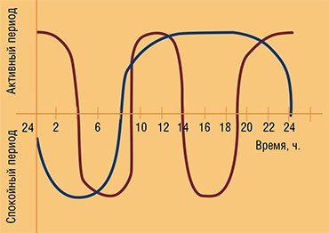 Соотношение активных и спокойных периодов у беременной женщины (синяя линия) и плода (красная линия). По: (Зарнадзе, Кинтрая, 2002) 