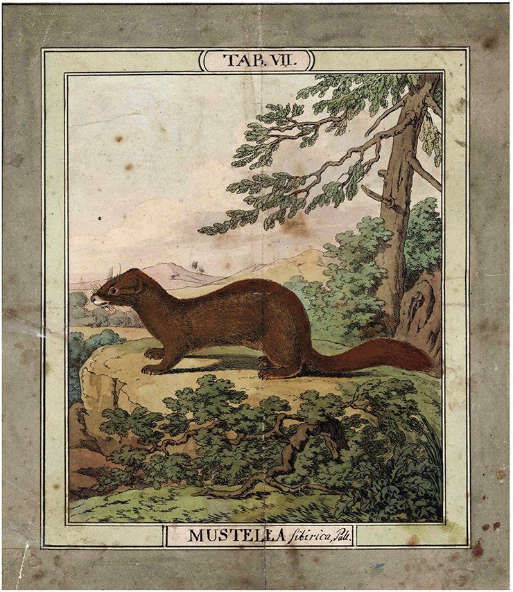 Колонок (Mustela sibirica Pallas, 1773) «находится в Сибири по гористым темным лесам. Питается всячиною, так что не редко заходит и в жилища» (Паллас, 1786, с. 493). Акварель Х. Гейслера. ПФА РАН, первая публикация Колонок (Mustela sibirica Pallas, 1773) «находится в Сибири по гористым темным лесам. Питается всячиною, так что не редко заходит и в жилища» (Паллас, 1786, с. 493). Акварель Х. Гейслера. ПФА РАН, первая публикация