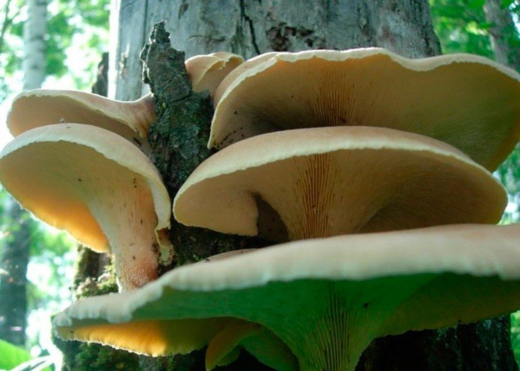 Этот пилолистник бокаловидный (Lentinus cyathiformis) является одним из малоизвестных «родственников» знаменитого шиитаке, и так же, как и он, обладает противовирусной активностью Этот пилолистник бокаловидный (Lentinus cyathiformis) является одним из малоизвестных «родственников» знаменитого шиитаке, и так же, как и он, обладает противовирусной активностью