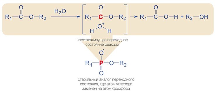 Реакция гидролиза сложного эфира карбоновой кислоты. Антителами – по переходным состояниям! Нобелевский лауреат Л. Полинг доказал, что активные центры ферментов комплементарны (соответствуют) не субстратам и не конечным продуктам химических реакций, которые они катализируют, а промежуточным соединениям, образующимся в ходе реакции, – так называемым переходным состояниям. Он предположил, что антитела, выработанные против таких соединений иммунной системой, будут тоже работать как ферменты. Поскольку переходные состояния живут очень короткое время, первые подобные каталитически активные антитела (абзимы) были получены с использованием искусственно созданных стабильных аналогов переходных состояний
