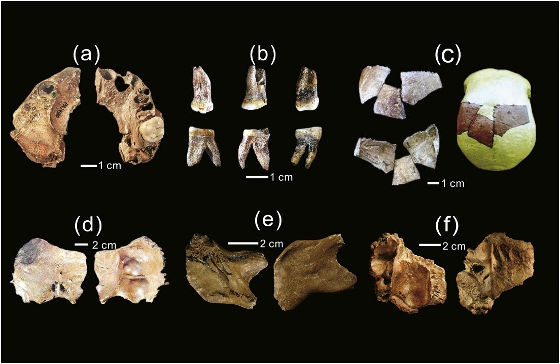 Останки гомининов из Сюйцзяо (Шаньси, КНР), отнесенных в 2024 г. к Homo juluensis. (a) – верхняя челюсть; (b) – 3 моляра; (c) – три теменных фрагмента; (d) – затылочный фрагмент; (e) – нижняя челюсть; (f) – височный фрагмент. © CC BY-SA 4.0/ Hong Ao, Chun-Ru Liu, Andrew P. Roberts, Peng Zhang, and Xinwen Xu Останки гомининов из Сюйцзяо (Шаньси, КНР), отнесенных в 2024 г. к Homo juluensis. (a) – верхняя челюсть; (b) – 3 моляра; (c) – три теменных фрагмента; (d) – затылочный фрагмент; (e) – нижняя челюсть; (f) – височный фрагмент. © CC BY-SA 4.0/ Hong Ao, Chun-Ru Liu, Andrew P. Roberts, Peng Zhang, and Xinwen Xu