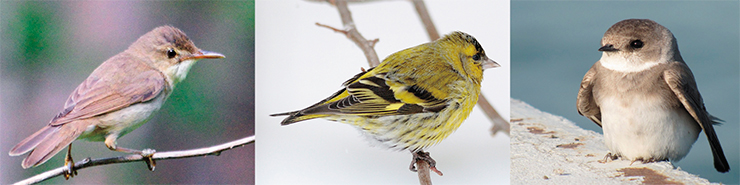 What is in common between a warbler (left), a siskin (center) and a martin (right). They can sing, and they have the GRC What is in common between a warbler (left), a siskin (center) and a martin (right). They can sing, and they have the GRC