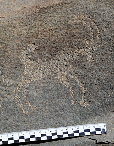 Ibex image. Akshow site, Zanskar, 2019