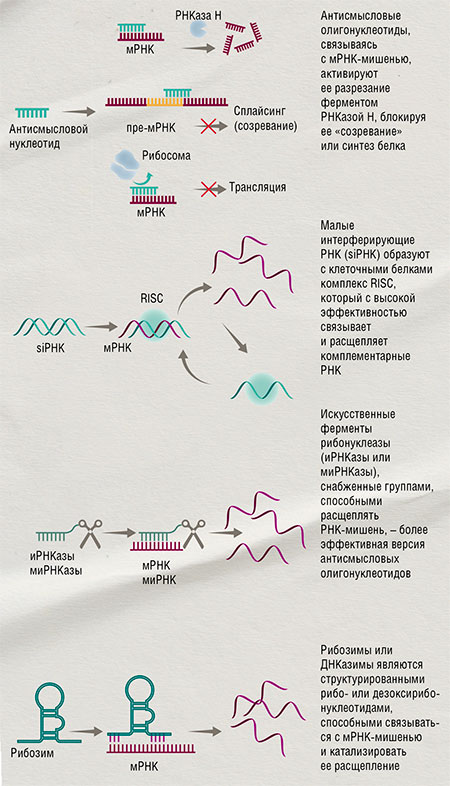 РНК-направленные олигонуклеотиды позволяют точечно воздействовать на определенную РНК. Они могут выступать как регуляторы активности генов, а также в качестве антивирусных и антибактериальных средств