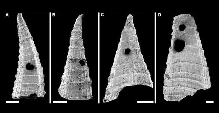 Образцы склеритов Lapworthella fasciculata из кембрийских отложений хребта Флиндерс (Южная Австралия), на которых видны отверстия, проделанные хищником-перфоратором. По: (Bicknell, et al., 2025) Образцы склеритов Lapworthella fasciculata из кембрийских отложений хребта Флиндерс (Южная Австралия), на которых видны отверстия, проделанные хищником-перфоратором. По: (Bicknell, et al., 2025)