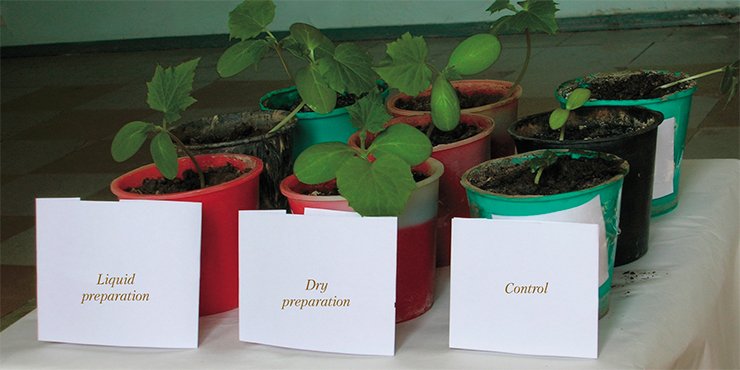 Tests of liquid and dry variants of the biopreparation with predatory fungi have demonstrated their high efficiency for both greenhouses and field soil. The control plants (soil without the biopreparation) displayed a considerably delayed growth and lower yield Tests of liquid and dry variants of the biopreparation with predatory fungi have demonstrated their high efficiency for both greenhouses and field soil. The control plants (soil without the biopreparation) displayed a considerably delayed growth and lower yield