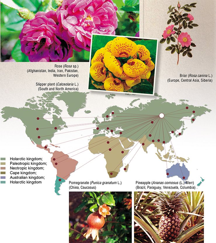In the Basnins’ garden, plants from all floral kingdoms and areas of the Earth were grown. The schematic map of floral kingdoms from (Tahtadzhian, 1978) is used as a basis In the Basnins’ garden, plants from all floral kingdoms and areas of the Earth were grown. The schematic map of floral kingdoms from (Tahtadzhian, 1978) is used as a basis