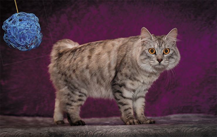 All tailless cats from the isle of Man are heterozygous for the Brachyury gene, since all homozygotes with this mutant gene die. © Michelle Weigold – stock.adobe.com All tailless cats from the isle of Man are heterozygous for the Brachyury gene, since all homozygotes with this mutant gene die. © Michelle Weigold – stock.adobe.com