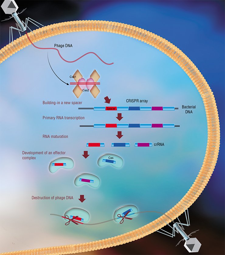 In the development of adaptive bacterial immunity, Cas1 and Cas2 bacterial proteins insert fragments of viral DNA as spacers into a CRISPR array, in which adjacent spacers are separated by DNA repeats (Nuñez et al., 2014, 2015a, b). The CRISPR array is transcribed to form a long noncoding RNA. Cas proteins, as well as (in some cases) other bacterial proteins, cut this RNA into short CRISPR RNAs (crRNAs), each containing one spacer and a part of the repeat. In the course of interference, Cas proteins together with crRNAs form an effector complex that scans the cell’s DNA in search of sequences corresponding to the crRNA spacer and cuts them (Westra et al., 2012, Jinek et al., 2012) In the development of adaptive bacterial immunity, Cas1 and Cas2 bacterial proteins insert fragments of viral DNA as spacers into a CRISPR array, in which adjacent spacers are separated by DNA repeats (Nuñez et al., 2014, 2015a, b). The CRISPR array is transcribed to form a long noncoding RNA. Cas proteins, as well as (in some cases) other bacterial proteins, cut this RNA into short CRISPR RNAs (crRNAs), each containing one spacer and a part of the repeat. In the course of interference, Cas proteins together with crRNAs form an effector complex that scans the cell’s DNA in search of sequences corresponding to the crRNA spacer and cuts them (Westra et al., 2012, Jinek et al., 2012)