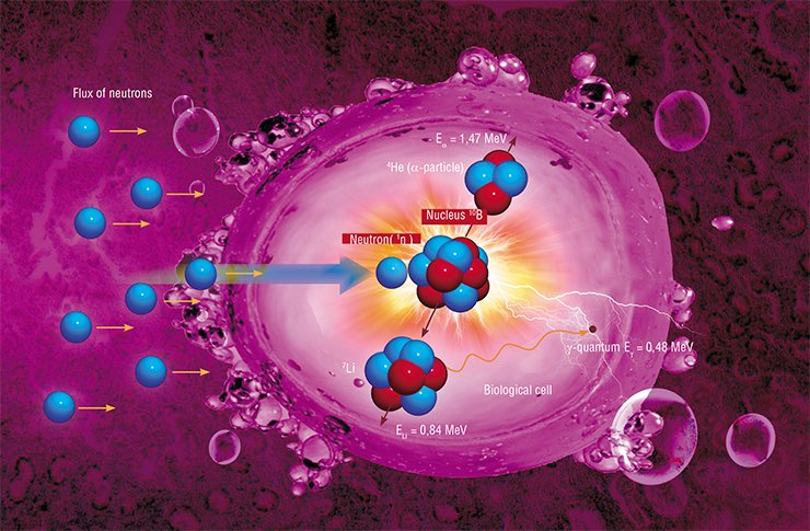 The principle of action of boron neutron capture therapy on malignant cells is rather simple. When the neutron hits the boron-10 nucleus, the unstable product of their merging immediately decays into two fragments flying away from each other with a great velocity. Their kinetic energy is not sufficiently high for these fragments to leave the cell, but they damage the cell before they stop completely; as a result the cell is destroyed The principle of action of boron neutron capture therapy on malignant cells is rather simple. When the neutron hits the boron-10 nucleus, the unstable product of their merging immediately decays into two fragments flying away from each other with a great velocity. Their kinetic energy is not sufficiently high for these fragments to leave the cell, but they damage the cell before they stop completely; as a result the cell is destroyed