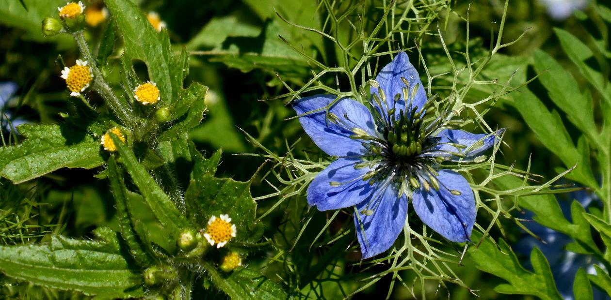 Чернушка посевная, или черный тмин (Nigella sativa) 