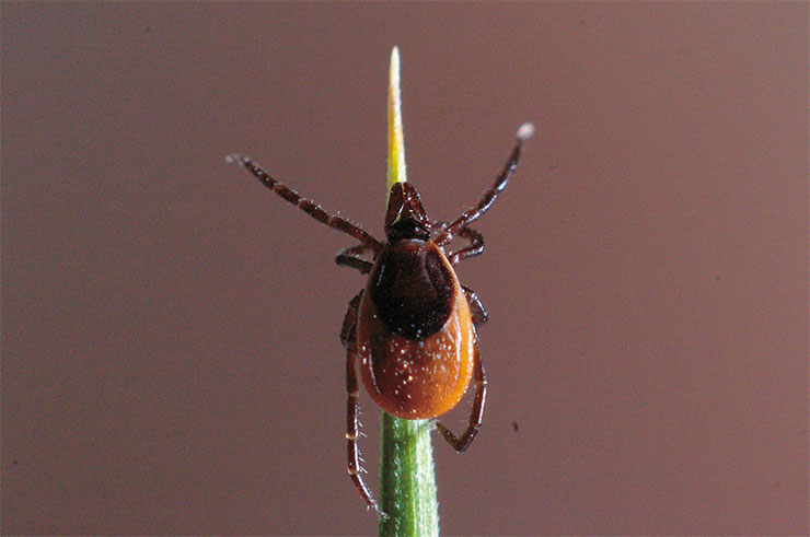 Самка таежного клеща Ixodes persulcatus – самого распространенного клеща на территории РФ, переносчика возбудителей наиболее тяжелых форм клещевого энцефалита. Фото С. Ткачева Самка таежного клеща Ixodes persulcatus – самого распространенного клеща на территории РФ, переносчика возбудителей наиболее тяжелых форм клещевого энцефалита. Фото С. Ткачева