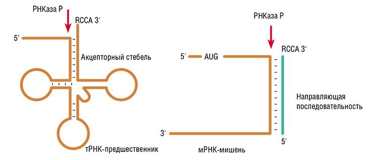 Фермент РНКаза P обычно занимается удалением нуклеотидов с определенного (5’-) конца молекулы РНК – предшественника транспортной РНК, структура которого напоминает «клеверный лист». Но фермент может делать это с фрагментом любой РНК, который будет напоминать «стебелек листа»: главное, чтобы РНК в этом месте была двуцепочечная, и рядом находился другой (3’-) свободный конец молекулы. Такую структуру можно получить с помощью направляющего олигонуклеотида, что позволит разрезать РНК-мишень в строго определенном месте. По: (Альтман, 2014)