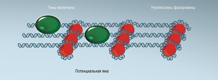 Переход нуклеосом из неупорядоченного, «нефазированного» состояния в упорядоченное инициируется началом работы РНК-полимеразы – фермента, который осуществляет синтез молекул РНК по матрице ДНК. Вокруг первой (+1) нуклеосомы, зафиксированной РНК-полимеразой, образуется потенциальная энергетическая яма, и соседние нуклеосомы образуют упорядоченный «строй» вокруг нее Переход нуклеосом из неупорядоченного, «нефазированного» состояния в упорядоченное инициируется началом работы РНК-полимеразы – фермента, который осуществляет синтез молекул РНК по матрице ДНК. Вокруг первой (+1) нуклеосомы, зафиксированной РНК-полимеразой, образуется потенциальная энергетическая яма, и соседние нуклеосомы образуют упорядоченный «строй» вокруг нее