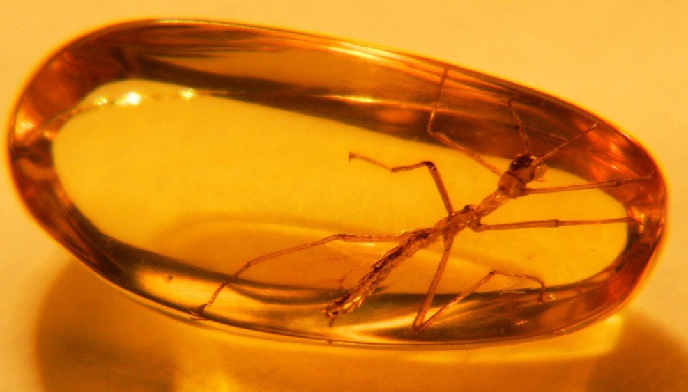 amber insects.jpg