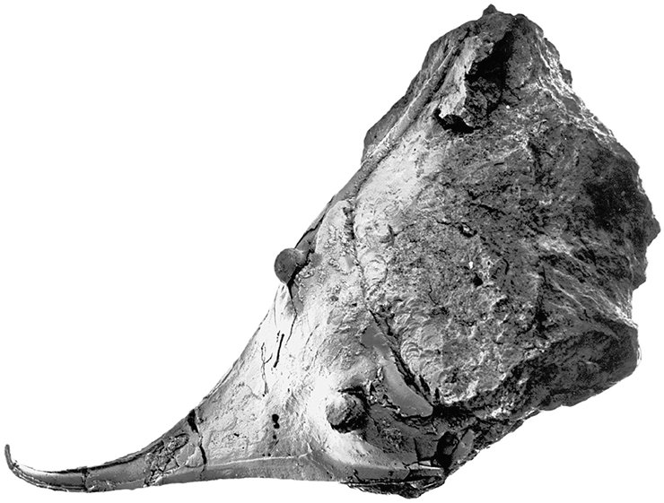 Рис. 46. Asaphus expansus (Wahlenberg). Такое «украшение» головного щита является не только хорошим средством защиты, но и эффективным инструментом для вспахивания грунта при поисках пищи 