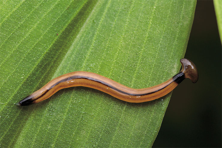 Наземная планария (Bipalium vagum) – представитель плоских червей. Если планарию разрезать на несколько частей, каждая восстановится в целую особь. Так эти организмы могут практически оставаться «бессмертными». © CC BY-NC-ND 2.0/ budak Наземная планария (Bipalium vagum) – представитель плоских червей. Если планарию разрезать на несколько частей, каждая восстановится в целую особь. Так эти организмы могут практически оставаться «бессмертными». © CC BY-NC-ND 2.0/ budak