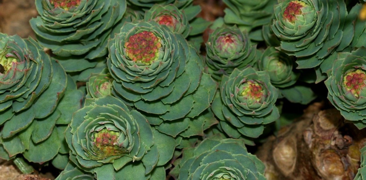 Родиола розовая (Rhodiola rosea)