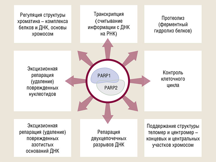 Фермент PARP1 активно вовлечен практически во все ключевые процессы клетки, происходящие не только в ее ядре Фермент PARP1 активно вовлечен практически во все ключевые процессы клетки, происходящие не только в ее ядре