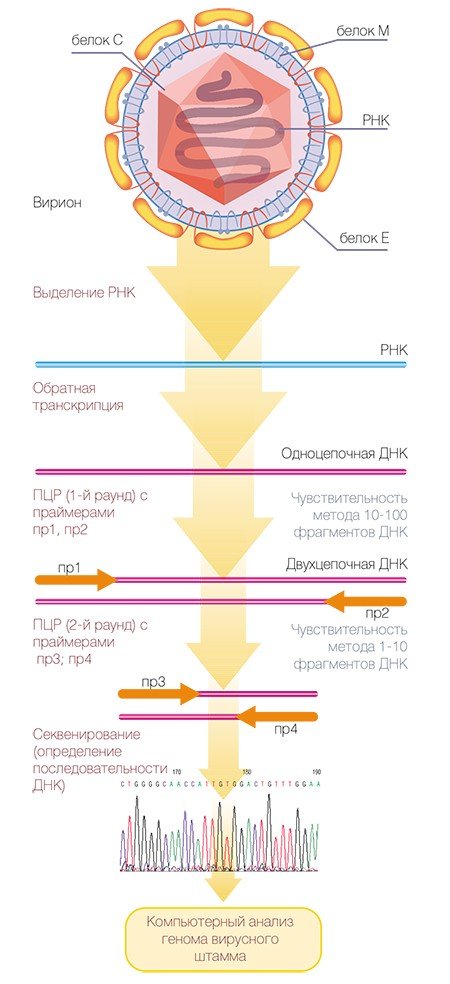 Схема молекулярно-генетических исследований вируса клещевого энцефалита. Белок C образует нуклеокапсид, содержащий геномную РНК вириона, а его оболочка состоит из липидного слоя мембран эндоплазматической сети хозяйских клеток, захваченного вирусом при размножении, и двух вирусных белков – М и Е