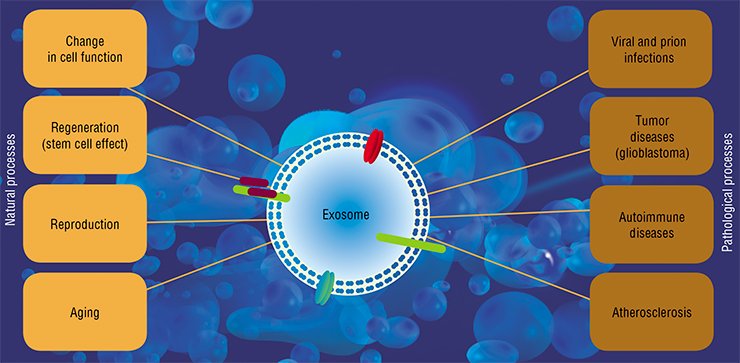Research of the last decade has proved an active involvement of exosomes (in particular, the nucleic acids and proteins they carry) in a wide range of basic processes underlying the vital activities of organisms. Such a mechanism ensures information transmission between cells (both adjacent and distant), while disturbance of this pathway (or its occupation with pathogens) is fraught with developing severe pathologies