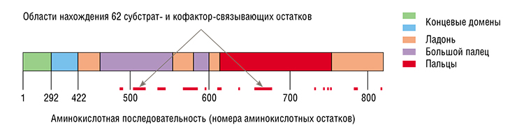 Схема расположения доменов в аминокислотной последовательности ДНК-полимеразы на примере Taq. По: (Булыгин, Кузнецова, Федорова и др., 2023) Схема расположения доменов в аминокислотной последовательности ДНК-полимеразы на примере Taq. По: (Булыгин, Кузнецова, Федорова и др., 2023)