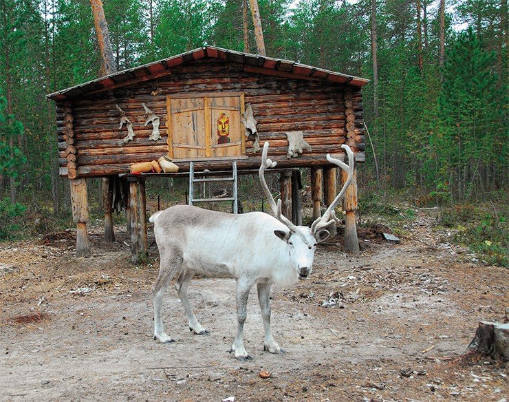 Лабаз ставится на ножки-сваи (иногда пни), чтобы препятствовать проникновению грызунов. Под лабазом обычно хранят лодки, нарты и другие крупные вещи. На входной двери – личина родового духа, на стене сушатся шкурки добытых животных. Ханты. Стойбище семьи Прасиных у с. Корлики, сентябрь 2008 г. Фото К. Сагалаева Лабаз ставится на ножки-сваи (иногда пни), чтобы препятствовать проникновению грызунов. Под лабазом обычно хранят лодки, нарты и другие крупные вещи. На входной двери – личина родового духа, на стене сушатся шкурки добытых животных. Ханты. Стойбище семьи Прасиных у с. Корлики, сентябрь 2008 г. Фото К. Сагалаева
