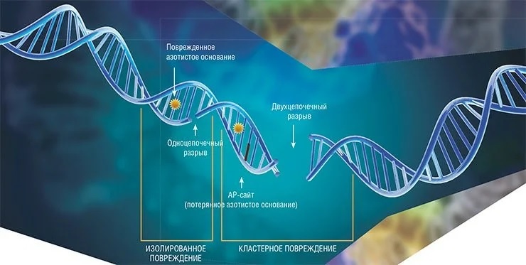 Среди всех повреждений молекулы ДНК наиболее опасными для клеток являются двухцепочечные разрывы, а также кластерные повреждения из комбинации AP-сайтов, окисленных оснований и разрывов в пределах 1—2 витков спирали ДНК. Подобные повреждения обычно возникают под действием ионизирующего излучения и некоторых лекарственных препаратов. По: (Косова, Лаврик, Ходырева, 2014)