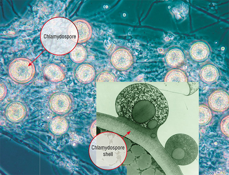 The most important life form for predatory fungi is the chlamydospore, i.e., a cell at a dormant stage, protected by a dense membrane. On the right are chlamydospores of Duddingtonia flagras. Light and electron microscopy The most important life form for predatory fungi is the chlamydospore, i.e., a cell at a dormant stage, protected by a dense membrane. On the right are chlamydospores of Duddingtonia flagras. Light and electron microscopy