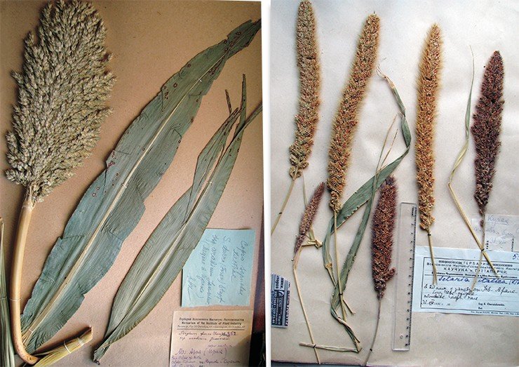 Слева: Еще одно древнее культурное растение – дурра или хлебное сорго (Sorghum durra (Forsk.) Stapf) отличается от проса обыкновенного более плотным соцветием. Гербарный образец WIR. Ирак. Справа: Щетинник итальянский или просо итальянское (Setaria italica (L.) Beauv. = Panicum italicum L.) под названием «могар» издавно культивировалось как кормовое растение для скота, под названиями «чумиза» или «гоми» – как зерновое. Гербарный образец WIR. Средняя Азия, Прибалхашье
