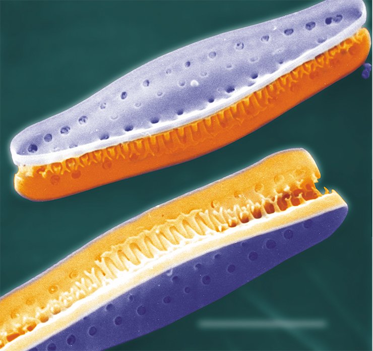 Pairs of connected valves of Cymatoseira sister cells. Photo by the courtesy of Crawford and Gebeshuber Pairs of connected valves of Cymatoseira sister cells. Photo by the courtesy of Crawford and Gebeshuber