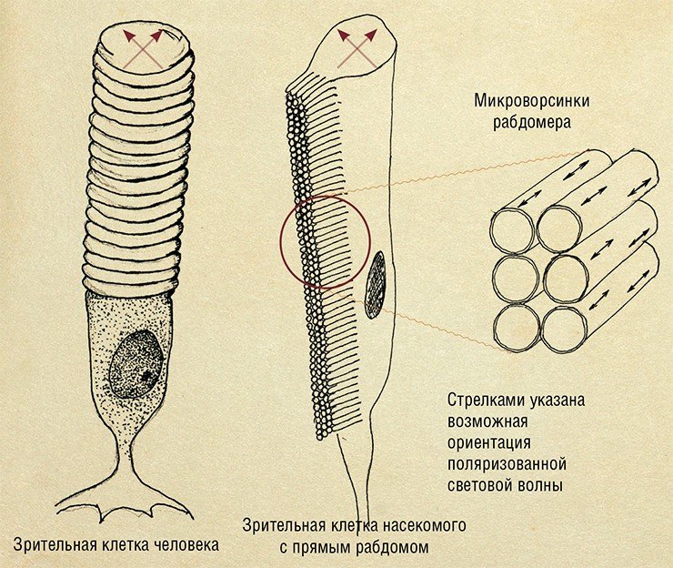 Насекомые обладают поляризационным зрением благодаря особой структуре своих фоторецепторов. В отличие от человека, у насекомых фоточувствительные мембраны, содержащие зрительный пигмент родопсин, свернуты в трубочки. Благодаря этому они способны воспринимать свет определенной степени поляризации. В случае, если зрительные клетки в рабдоме будут свернуты или скручены, глаз потеряет способность воспринимать поляризованный свет. Рис. Н. Крюковой