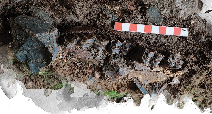 Based on reconstructions of ancient people’s habitat, the Altai climate 50,000–70,000 years ago was arid and relatively cold. The main occupation of people was hunting for steppe animals, mostly bisons. Top: bison’s jaw from Chagyrskaya Cave. Photo by S. Shnaider Based on reconstructions of ancient people’s habitat, the Altai climate 50,000–70,000 years ago was arid and relatively cold. The main occupation of people was hunting for steppe animals, mostly bisons. Top: bison’s jaw from Chagyrskaya Cave. Photo by S. Shnaider
