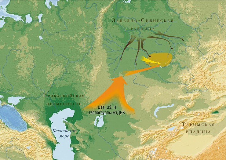 Схема предполагаемых миграций на территорию Барабинской лесостепи в конце эпохи бронзы. Увлажнение климата приводит к миграции населения таежного пояса в зону лесостепи. В то же время по археологическим материалам фиксируется миграция населения берликской культуры с территории Северного Казахстана в Барабу (Молодин и др, 2008). Генетические данные подтверждают миграцию в регион населения с юга. Филогеографический анализ позволил выявить несколько вариантов митохондриальной ДНК, маркирующих это направление миграции (указаны на рисунке) (Пилипенко и др., 2009) Схема предполагаемых миграций на территорию Барабинской лесостепи в конце эпохи бронзы. Увлажнение климата приводит к миграции населения таежного пояса в зону лесостепи. В то же время по археологическим материалам фиксируется миграция населения берликской культуры с территории Северного Казахстана в Барабу (Молодин и др, 2008). Генетические данные подтверждают миграцию в регион населения с юга. Филогеографический анализ позволил выявить несколько вариантов митохондриальной ДНК, маркирующих это направление миграции (указаны на рисунке) (Пилипенко и др., 2009)