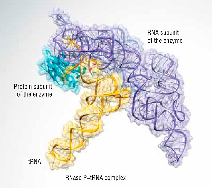 The RNase P enzyme (above) is found in all living organisms in a complex with at least one protein. In bacteria, RNase P contains, in addition to the catalytic RNA, only one protein, RnpA. In Archaea, unicellular prokaryotes that are closer to eukaryotes than to bacteria in their genes and metabolic pathways, RNA associates with four to five proteins to form RNase P, none of which is related to RnpA. In eukaryotes, there are up to ten proteins bound to the catalytic RNA, some of them are homologous to the archaeal ones, while others are unique for eukaryotes (below). Adapted from Walker and Engelke (2008) The RNase P enzyme (above) is found in all living organisms in a complex with at least one protein. In bacteria, RNase P contains, in addition to the catalytic RNA, only one protein, RnpA. In Archaea, unicellular prokaryotes that are closer to eukaryotes than to bacteria in their genes and metabolic pathways, RNA associates with four to five proteins to form RNase P, none of which is related to RnpA. In eukaryotes, there are up to ten proteins bound to the catalytic RNA, some of them are homologous to the archaeal ones, while others are unique for eukaryotes (below). Adapted from Walker and Engelke (2008)