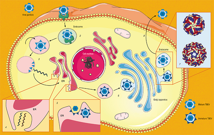 Life cycle of the TBEV in an infected cell: Viral particles bind to specific receptors on the cell surface (1) and penetrate inside the membrane vesicle (endosome) (2). The low pH level in the endosomes triggers conformational changes in protein E and the subsequent fusion of the viral envelope with the endosome membrane (3); i. e., the viral particle “strips off” and its genetic material in the form of an RNA molecule enters the cell cytoplasm (4). The virus reproduces itself through the synthesis of antisense (-)RNAs, which serve as a template for the synthesis of the virus’ genomic RNAs. This process takes place inside the endoplasmic reticulum (ER), i. e., an intracellular membrane complex (5). The ready nucleocapsids “put on” a protein–lipid membrane (6) and mature when passing through another membrane structure of the cell, i. e., the Golgi apparatus (7). Smooth mature viral particles enter the cytoplasm and become transported to the cell surface, where they are released into the extracellular space (8). Adapted from: (Ruzek et al., 2019)