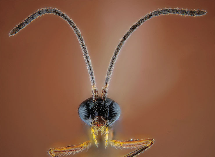 Female of the parasitoid wasp Aphidius rhopalosiphi. Members of the genus Aphidius are widely used in biological control programs against aphids. © CC BY-SA 2.0 / Gilles San Martin Female of the parasitoid wasp Aphidius rhopalosiphi. Members of the genus Aphidius are widely used in biological control programs against aphids. © CC BY-SA 2.0 / Gilles San Martin
