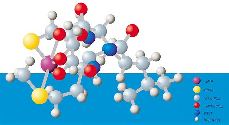 Вероятная структура комплекса мотива CMLD белка SIT с ионом цинка (по: Grachev et al., 2005). Рис. В. В. Аненкова (Иркутск) 