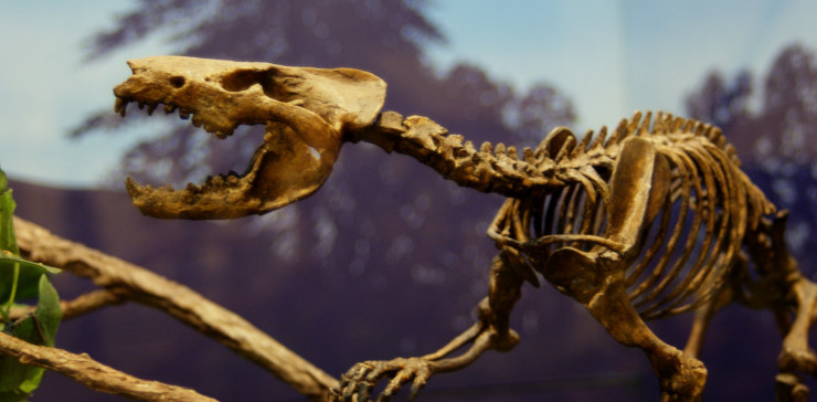 Размер тела гобиконодонов (Gobiconodon) – вымерших млекопитающих из нижнего мела (140–100 млн лет назад) – едва достигал полуметра. Музей Техасского технологического университета. ©CC BY 2.0 DEED/Dallas Krentzel Размер тела гобиконодонов (Gobiconodon) – вымерших млекопитающих из нижнего мела (140–100 млн лет назад) – едва достигал полуметра. Музей Техасского технологического университета. ©CC BY 2.0 DEED/Dallas Krentzel