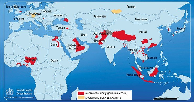 2007 год. Места вспышек заболеваний, вызванных вирусами гриппа подтипа H5N1 у птиц (январь — июнь) (вверху) и у людей (внизу) (с 1 января по 31 декабря). Данные Всемирной организации здравоохранения (ВОЗ) 2007 год. Места вспышек заболеваний, вызванных вирусами гриппа подтипа H5N1 у птиц (январь — июнь) (вверху) и у людей (внизу) (с 1 января по 31 декабря). Данные Всемирной организации здравоохранения (ВОЗ)