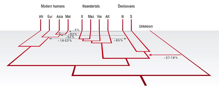 A schematic illustration of some archaic and modern groups and their genetic interactions. Modern humans are represented by African, European, Asian and Mleanesian populations; Neandertals are represented by an unknown population (X) contributing to non-Africans, and by Neandertal genomes from the Russian Caucasus (Mez), Croatia (Vin) and Denisova Cave (Alt); Denisovans are represented by an unknown population (S) contributing to people in the Pacific and by the population in the Altai Mountains (N). “Unknown” represents a hominin that diverged between one and four million years ago and contributed to the Denisovan genome. For each of the six genetic contributions detected to date, the approximate percentages of the genome contributed are indicated. Prüfer et al., 2014 A schematic illustration of some archaic and modern groups and their genetic interactions. Modern humans are represented by African, European, Asian and Mleanesian populations; Neandertals are represented by an unknown population (X) contributing to non-Africans, and by Neandertal genomes from the Russian Caucasus (Mez), Croatia (Vin) and Denisova Cave (Alt); Denisovans are represented by an unknown population (S) contributing to people in the Pacific and by the population in the Altai Mountains (N). “Unknown” represents a hominin that diverged between one and four million years ago and contributed to the Denisovan genome. For each of the six genetic contributions detected to date, the approximate percentages of the genome contributed are indicated. Prüfer et al., 2014