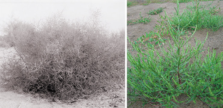 Солянка холмовая (Salsola collina Pallas), занесенная в США, стала настоящим бедствием в степных штатах. Увядшие растения отрываются от корня и образуют клубки, гонимые по земле ветром (за что солянку называют еще перекати-поле), таким образом распространяя свои семена. Вверху – солянка холмовая в пустыне Колорадо (Калифорния, США), 1910 г. © Pierce, C. C. (Charles C.). Справа – солянка холмовая на угольных отвалах Кузбасса. Фото А. Н. Куприянова