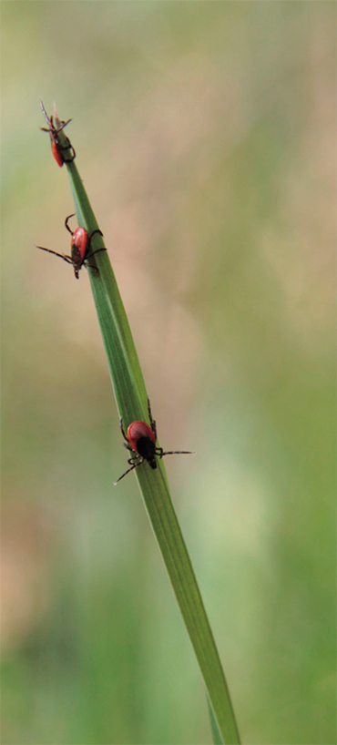 The taiga tick, Ixodes persulcatus, is the most widespread tick species in Russia: its range spreads from the Russian Northwest to the Far East. Adult individuals become active early in spring and remain active until mid-summer. People can get infected after bites of females (right) as well as males, which only latch for a short period, so that the bite can go unnoticed. Photo: V. Yakimenko (Omsk Scientific Research Institute for Natural Focal Infections 