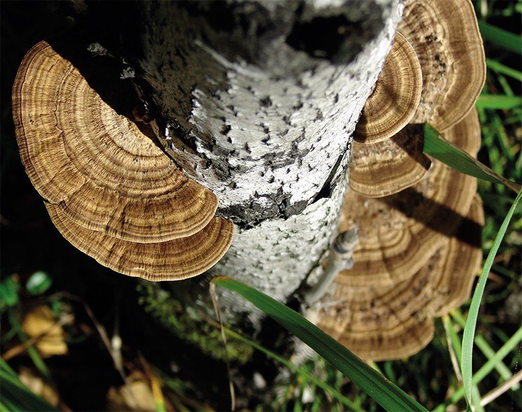 Трутовик бугристый (дедалеопсис шершавый, Daedaleopsis confragosa) встречается в умеренной зоне России повсеместно на пнях и валежных стволах лиственных пород. Экстракты мицелия этого гриба показали противовирусную активность в отношении вирусов гриппа А, а белковые фракции – ВИЧ-1. Фото Л. Самусенок Трутовик бугристый (дедалеопсис шершавый, Daedaleopsis confragosa) встречается в умеренной зоне России повсеместно на пнях и валежных стволах лиственных пород. Экстракты мицелия этого гриба показали противовирусную активность в отношении вирусов гриппа А, а белковые фракции – ВИЧ-1. Фото Л. Самусенок