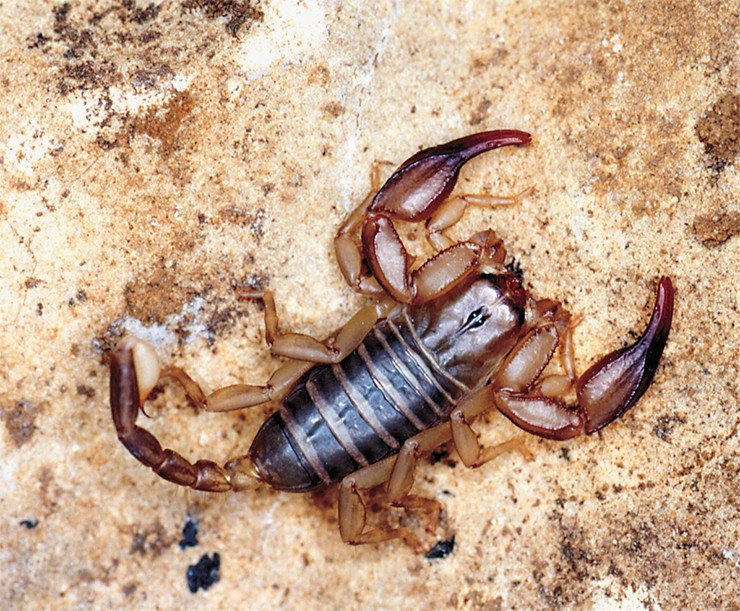 Euscorpius sicanus (сем. Euscorpiidae). Сардиния. Фото М. Коломбо