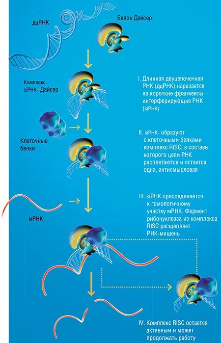 РНК-интерференция – универсальный механизм регулирования работы генетических программ. Суть его в том, что короткие интерферирующие РНК селективно,по принципу комплементарности, присоединяются к другим РНК – чужеродным (например, вирусным) либо собственным матричным РНК клетки – и ингибируют их деятельность. В результате экспрессия тех или иных генов подавляется. Таким способом клетка решает целый ряд задач: от регулировки программы развития до противовирусной защиты. По: (Черноловская, 2008)