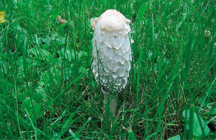 Shaggy mane (Coprinus comatus) is an edible and useful mushroom; due to its unappealing exterior it is not popular among Russian foragers, however, it is considered a delicacy in some Western countries. Photo: I. Gorbunova Shaggy mane (Coprinus comatus) is an edible and useful mushroom; due to its unappealing exterior it is not popular among Russian foragers, however, it is considered a delicacy in some Western countries. Photo: I. Gorbunova